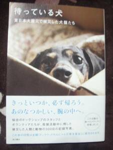 ☆待っている犬（東日本大震災で被災した犬猫たち）