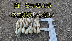 白　らっきょう　ネコポスいっぱい　大小混在　土付き　家庭菜園　熊本産　