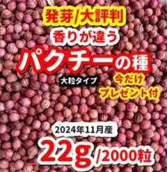 パクチー（大粒タイプ）の種【2000粒】＋⭕️チンゲン菜の種約100粒プレゼント‼️