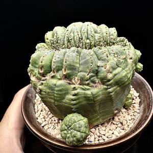 677Eユーフォルビア オベサブロウ Euphorbia obesa 綴化