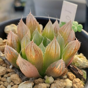 サビタ 多肉植物 ハオルチア Haworthia ‘sabita n.n.’ DMC08773, Majamanini, 19 km SW of King William’s Town