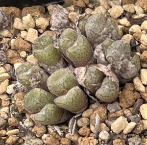 コノフィツム　Conophytum minusculum ssp.leipoldtii ES Lisbalk　④