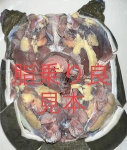 高知県産　天然スッポン 1.8kg ♂脂乗り良　内臓付き　薄皮処理済　真空冷凍　57