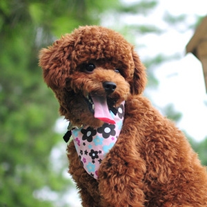 【おしゃれ♪】　小型犬　中型犬用 バンダナ　簡単アジャスター付き (フラワー柄 , ＸSサイズ)