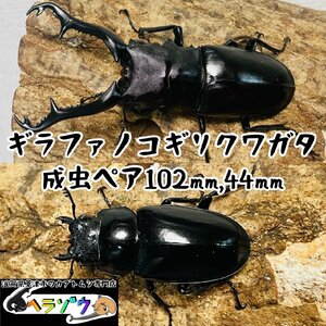 ギラファノコギリクワガタ成虫ペア♂102mm×♀44mm（フローレス産）