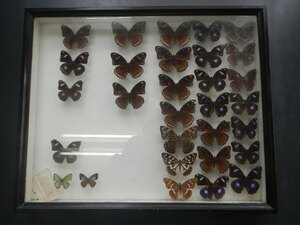 蝶々標本箱　サイズ約　T400×W500×T60㎜　ブラック　リュウキュウムラサキ　スミナガシ　コムラサキ等