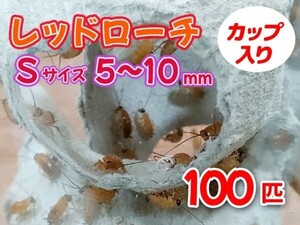 レッドローチ S サイズ 5～10mm 100匹 カップ入り 生餌 爬虫類 両生類 肉食熱帯魚 小型哺乳類 エサ 活餌 [3403:gopwx]