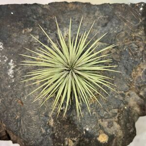 ［Pof］Tillandsia fuchsii SP. ティランジア・フックシー