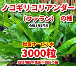 ノコギリコリアンダーの種【3000粒】令和5年9月産★栽培期間中農薬不使用の種