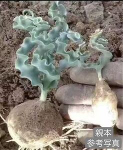 84 多肉植物　 Dipcadi elate sw of Beaufort west 2本　 自家繁殖　抜き苗発送