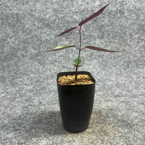 【鉢ごと発送】ペトペンチア ナタレンシス / Petopentia natalensis /【実生】/ 2号鉢 / 【現品】24-7-23-27