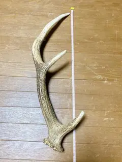 鹿の角　50cm