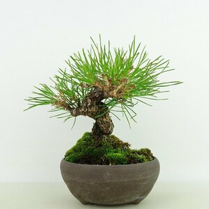 盆栽 松 黒松 樹高 約14cm くろまつ Pinus thunbergii クロマツ マツ科 常緑針葉樹 観賞用 小品 現品