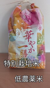 新米　米　お米　5キロ　5kg　特別栽培米　低農薬米