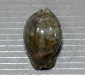 貝の標本 Cypraea stercoraia 39mm..W.Africa