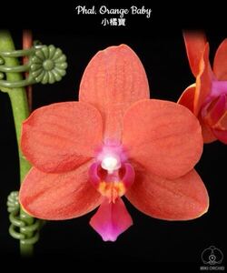 (^。 ^)(388)Phal. Orange Baby,花芽