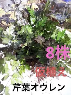 芹葉オウレン　山野草　薬草　植物　8株