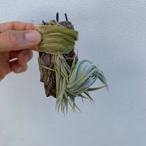 Tillandsia hilaireana ティランジア ヒレアーナ 国内栽培3年（チランジア エアプランツ プロメリア）