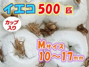 ヨーロッパイエコオロギ イエコ Mサイズ 10mm～15mm カップ入り 500匹 生餌 死着保証10% 爬虫類 両生類 トカゲ カエル [3674:gopwx]