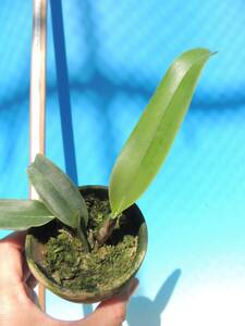 T♪洋蘭　Cattleya schroederae f.oscura x sib　　 カトレア 　 洋ラン