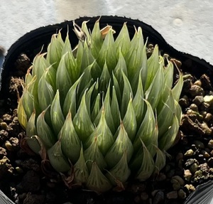 ハオルチア　Haworthia cooperi var.gordoniana JDV93/3 E Hankey