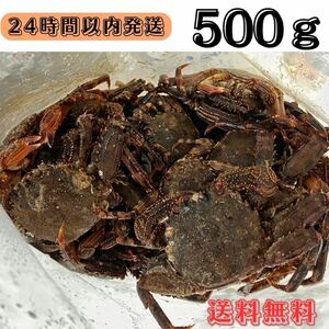 【送料無料】冷凍ショウジンガニ　マガニ　500g(約15匹) 石鯛　黒鯛　釣り餌