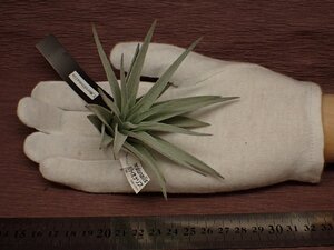 Tillandsia meridionalis チランジア・メリディオナリス 529★エアプランツEP