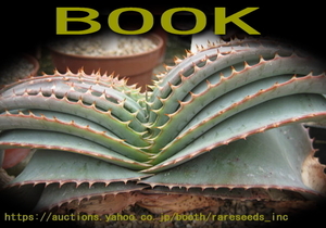 激レア！■奇妙で優美なブックアロエ！■アロエ スプラフォリアータ 種子10粒　Aloe suprafoliata Book Aloe 　 θ **ц**　⑤