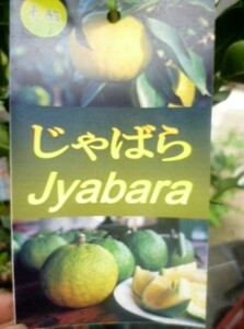 ★果樹苗★柑橘★　じゃばら　◎花粉症予防効果に注目が集まっているようです♪　養生苗・接木２年生・４号長鉢　１鉢