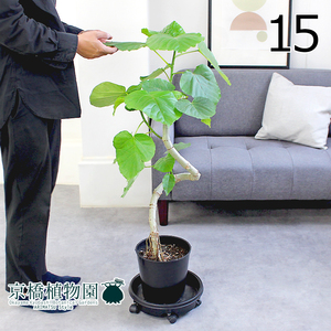 【現品】フィカス・ウンベラータ 曲がり 7号 黒鉢（15）Ficus umbellata