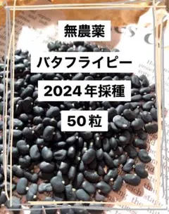 バタフライピー 【 種 】 50粒・2024年採取