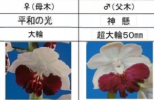 80えびね欄　６１２　平和の光×神懸　19-24　1-2作以降初花見込苗　山野草エビネラン