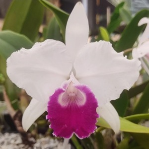 C. trianae semi alba ‘Caliman’ x semi alba ‘Neubauer’　12