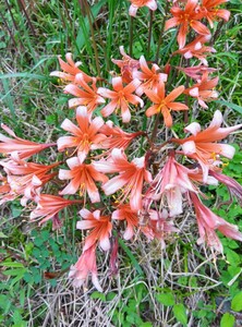 ■変わり花■山野草■リコリス■5球■鉢・庭植え等に