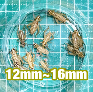 500匹 Mサイズ(12mm～16mm) ヨーロッパイエコオロギ リピーター様増量20％＋死着[保証]10%　宅急便発送