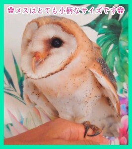 メンフクロウの卵 食用 有精卵・《1個》