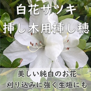 送料無料◆白花サツキ 挿し木用 挿し穂10本 生垣・盆栽などにも さつき サツキツツジ 皐月躑躅 ホワイトガーデン ガーデニング 園芸