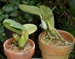 洋蘭カトレア原種 c.walkeriana perola 実生株　2鉢セット