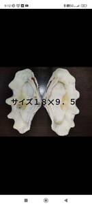 沖縄県産　天然　しゃこ貝　二枚貝　貝殻　灰皿　サイズ縦約１８cm　横約９．５cm