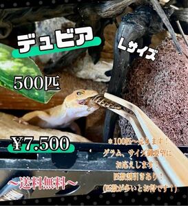 デュビアＬサイズ、500匹