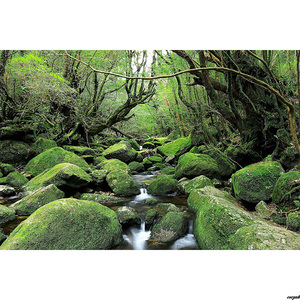 森林　森　自然　風景　背景布　タペストリー　インテリア　模様替え　絶景　滝　屋久杉　木漏れ日　ポスター　渓流　壁飾り