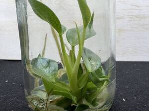 フィロデンドロン　スピリタスサンクチ　tissue culture Philodendron Spiritus Sancti【¨HEIAN¨】