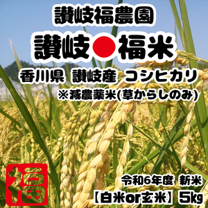 令和6年度 新米 コシヒカリ 5kg 白米 讃岐福米 香川県産 農家直送