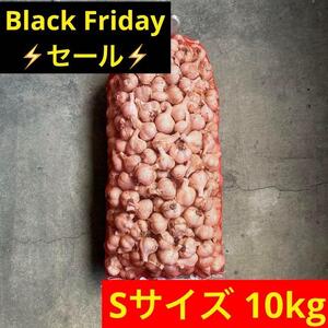 【1000円OFF】10kg S 青森県産にんにく 福地ホワイト六片 加工 限定