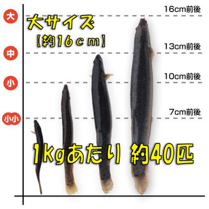 【活どじょう】大１kg(約16cm・平均40匹)　泥鰌・食用・活き餌・釣り餌・生餌・熱帯魚・古代魚のエサにはドジョウ☆えさ・川魚・淡水魚