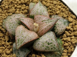 ■[W071](レツーサ型P×GM452)×GM452 IK No2　実生　未繁殖　ヤマト運輸 【多肉植物　Haworthia　ハオルチア　ハオルシア】