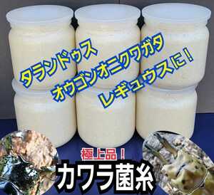 極上！カワラタケ菌糸瓶【3本】特大1500ml　特殊アミノ酸強化配合　タランドゥス・オウゴンオニクワガタ・レギュウスに！トレハロース増量