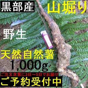 【ご予約11月末まで】黒部産山堀り天然自然薯　1,000g　2~5日でお届け