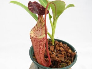 N.(lowii × veitchii)-red × burbidgeae Eoxtica Plants 3.5号【現品限り】ネペンテス 食虫植物_17112