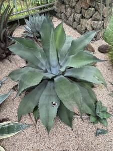 Agave salmiana v.ferox Mr.Ripple アガベ　ミスターリップル　特大株　引き取りのみ　伊勢市